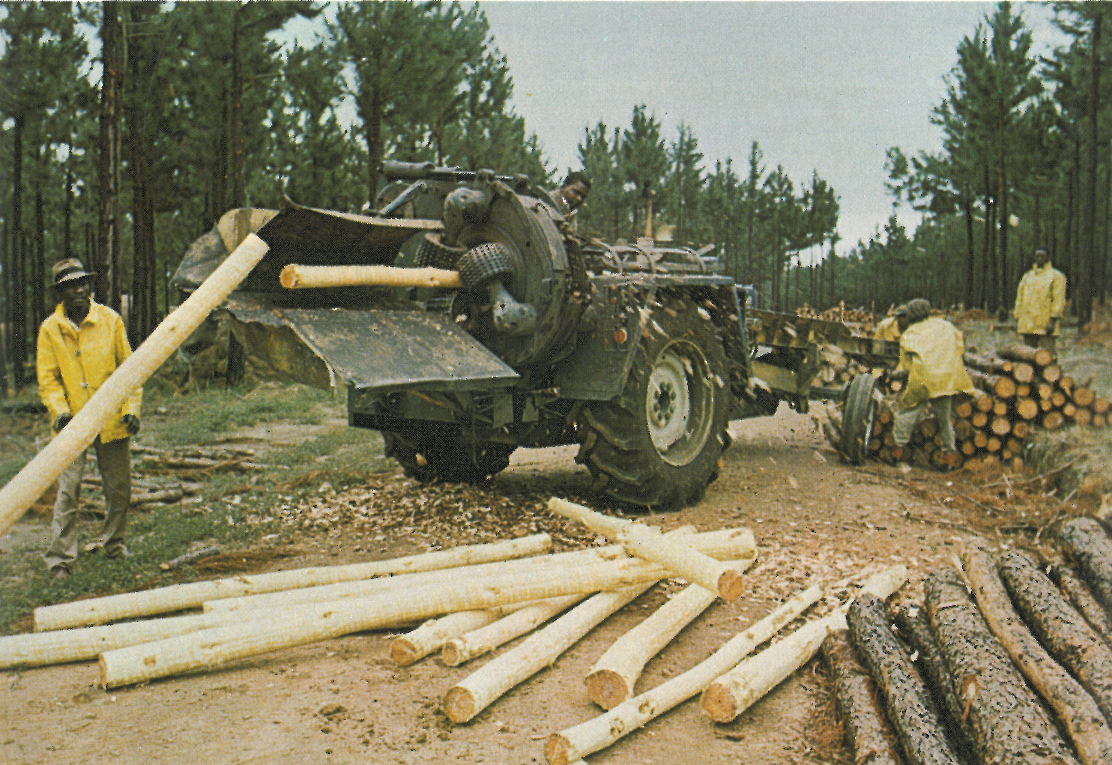 Træ Lothair Sydafrika (2)